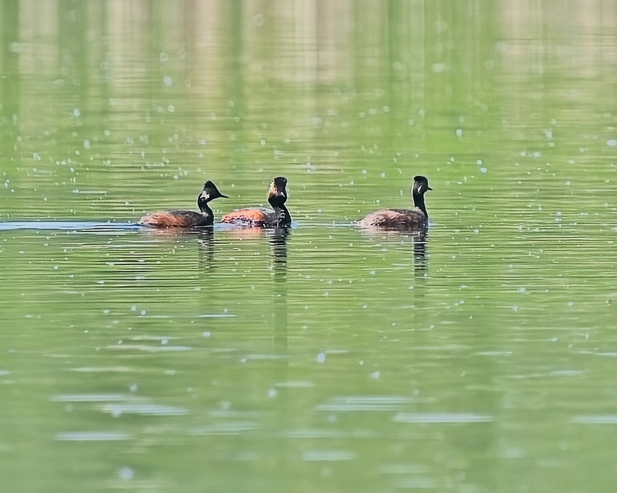 黑頸鸊鷉 - ML620120961