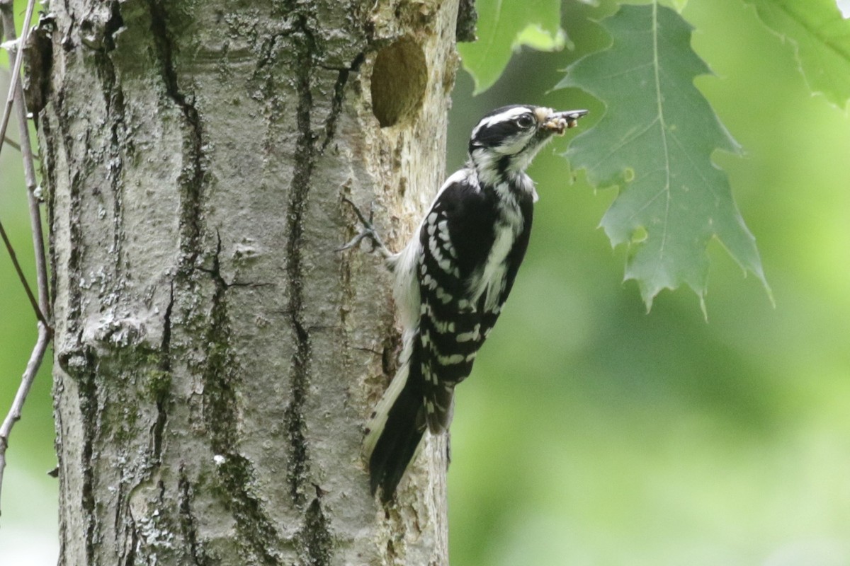 Downy Woodpecker - ML620120979