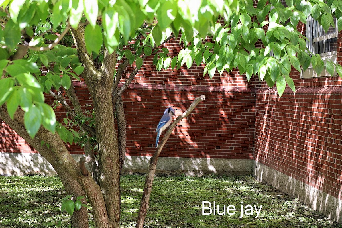 Blue Jay - ML620120985