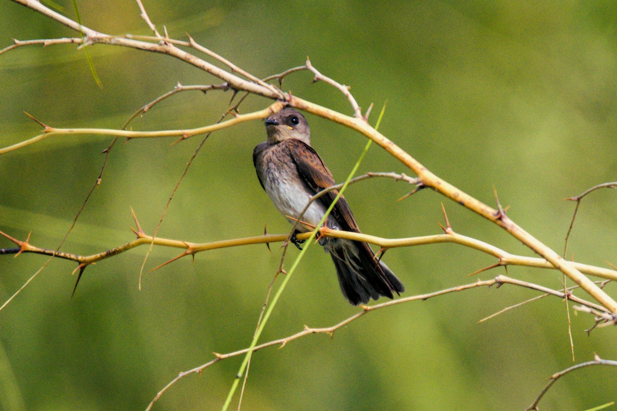 Northern Rough-winged Swallow - ML620120992