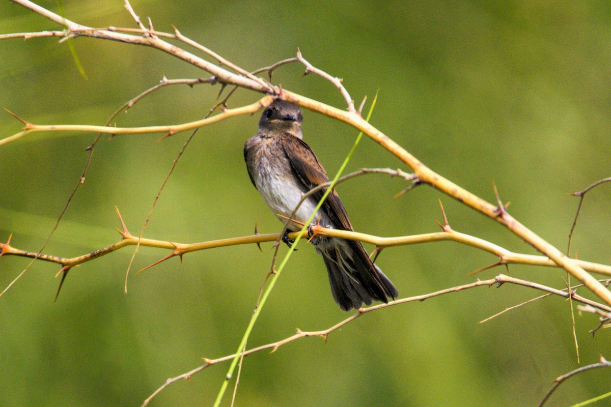Northern Rough-winged Swallow - ML620120993