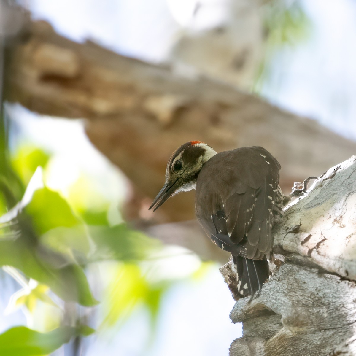 Arizona Woodpecker - ML620120996