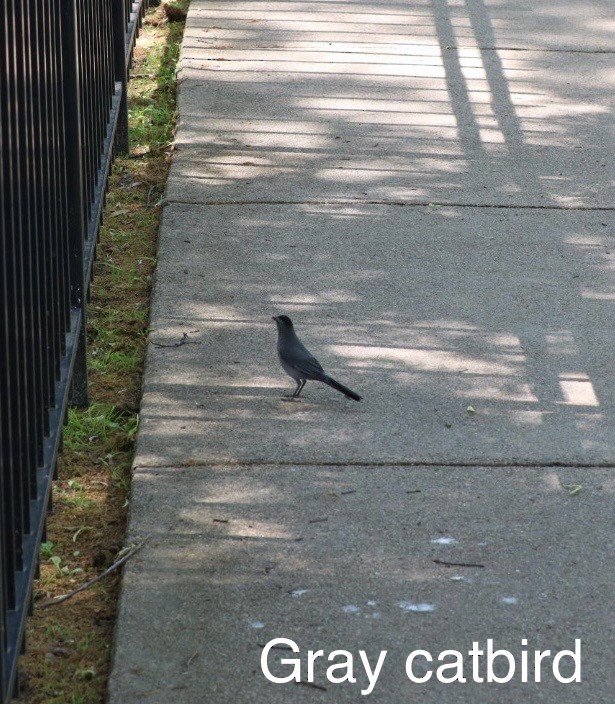 Gray Catbird - ML620120998