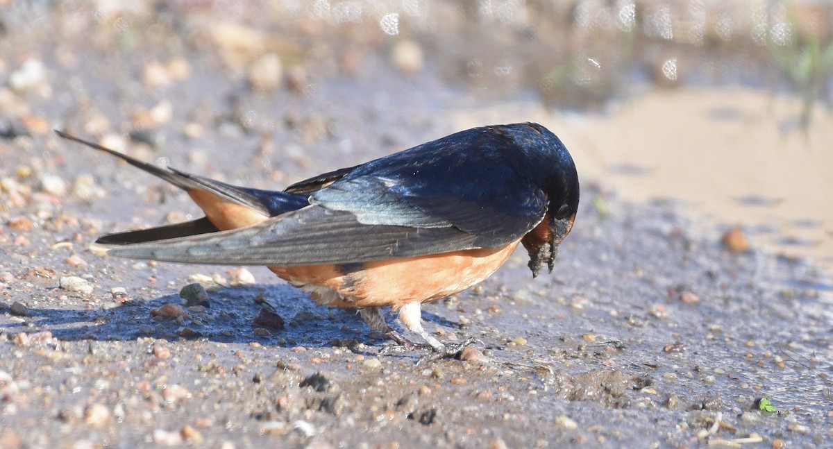 Barn Swallow - ML620121023