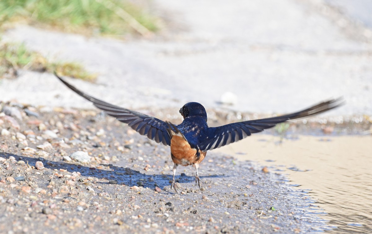 Barn Swallow - ML620121024