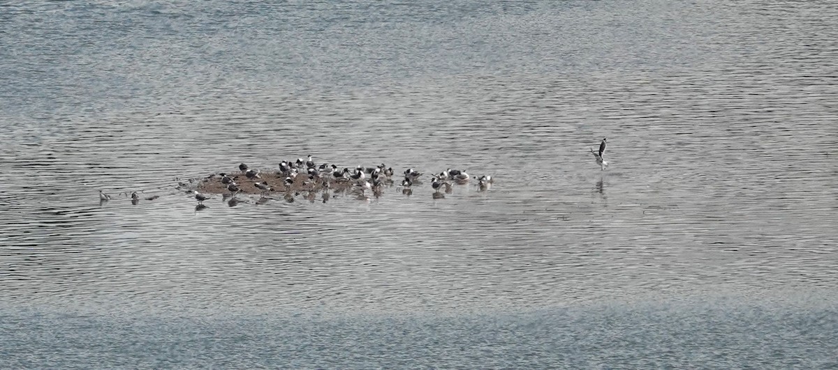 Franklin's Gull - ML620121039