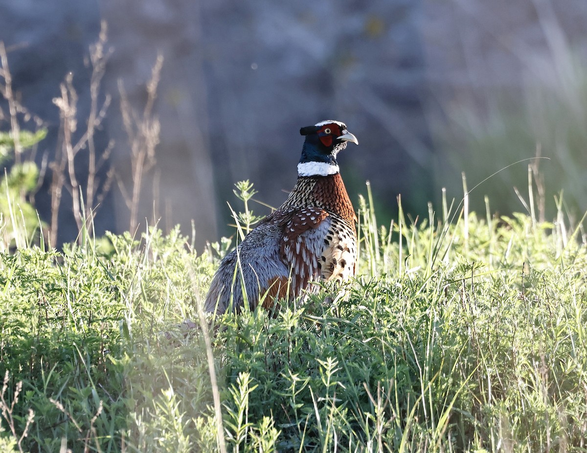 Ring-necked Pheasant - ML620121059