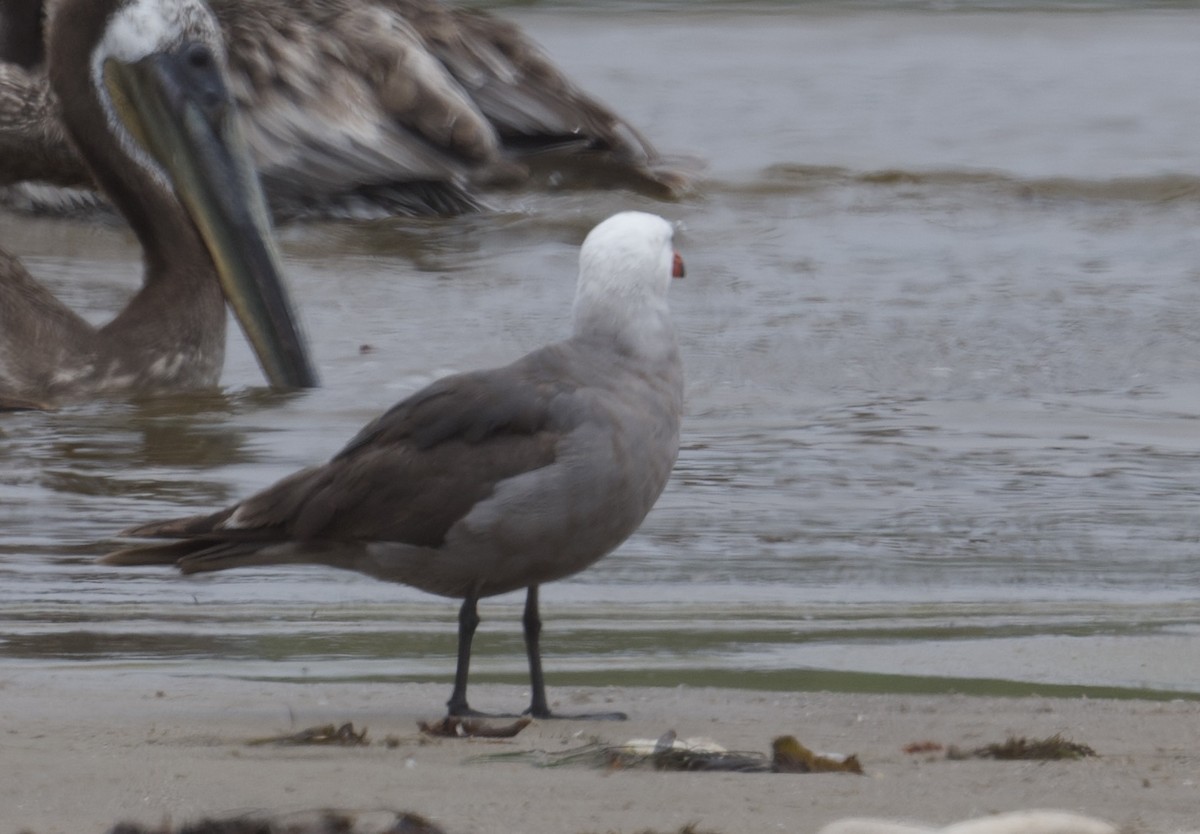 Heermann's Gull - ML620121079