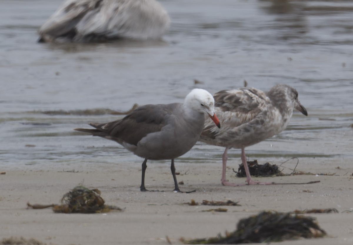 Gaviota Mexicana - ML620121080