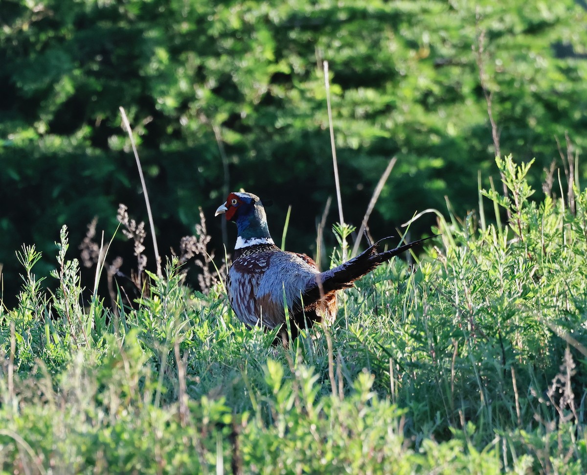 Ring-necked Pheasant - ML620121088