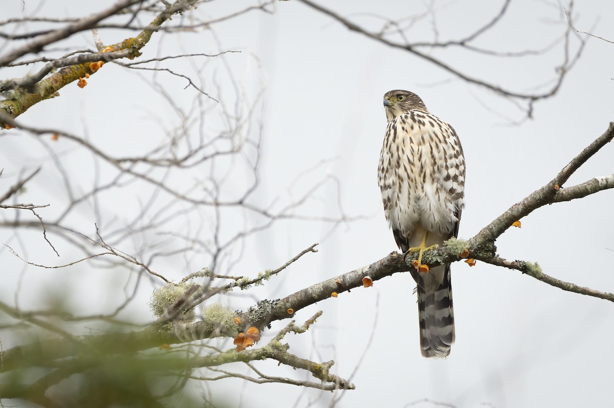 Chilean Hawk - Francisco Castro Carmona