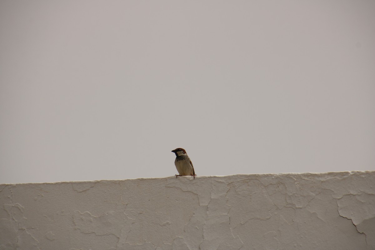 Spanish Sparrow - ML620121103