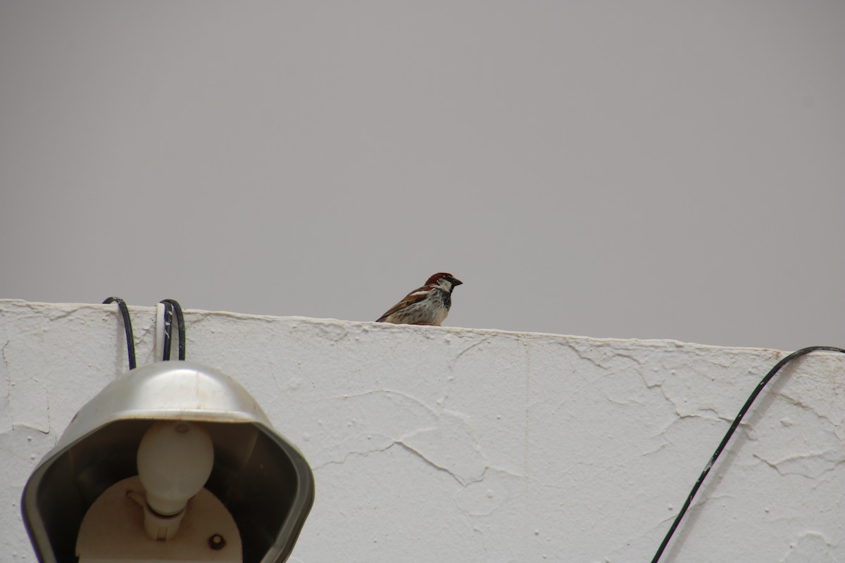 Spanish Sparrow - ML620121107