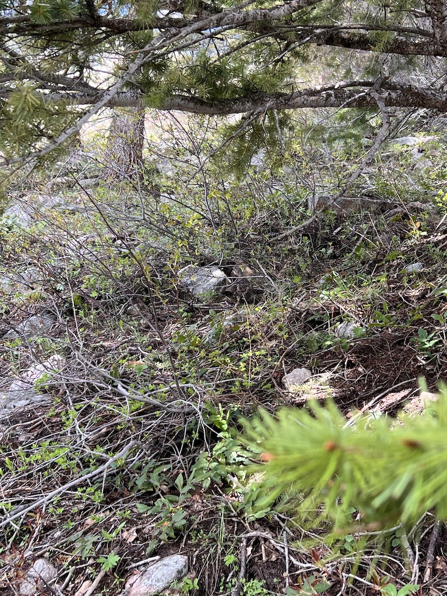 Ruffed Grouse - ML620121127