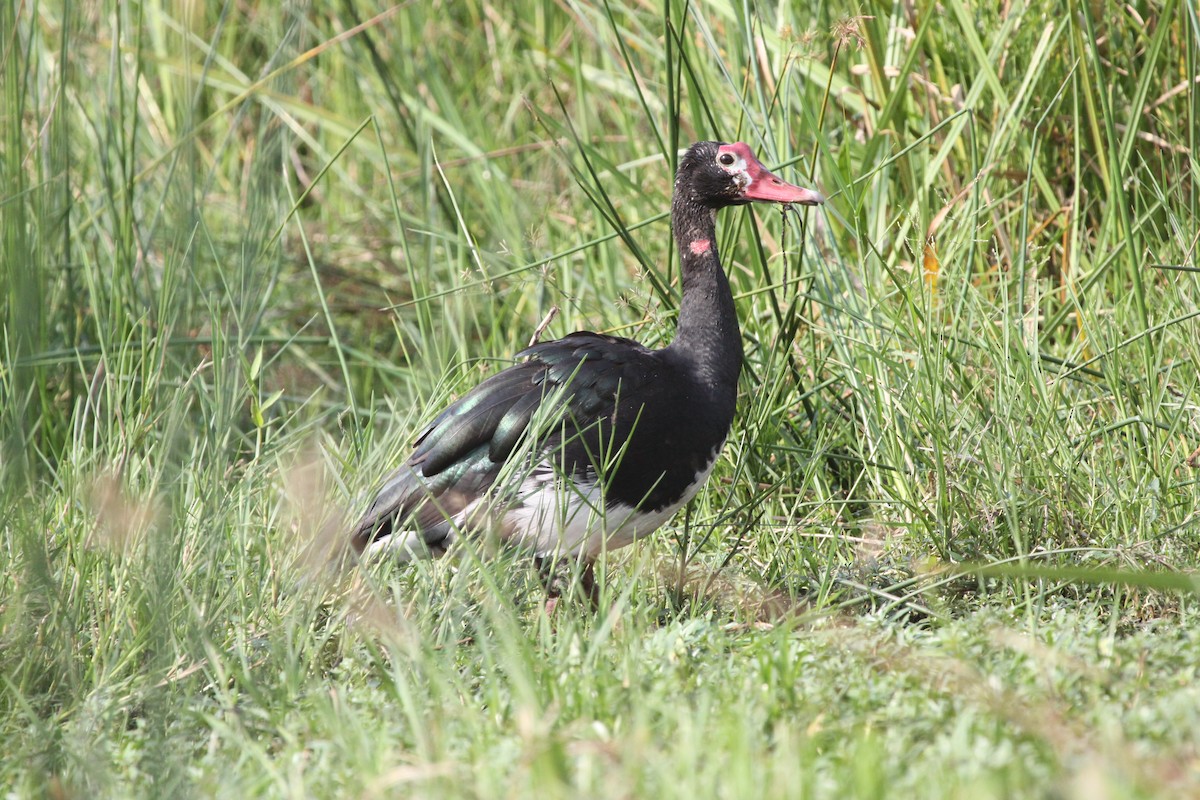 Spur-winged Goose - ML620121152