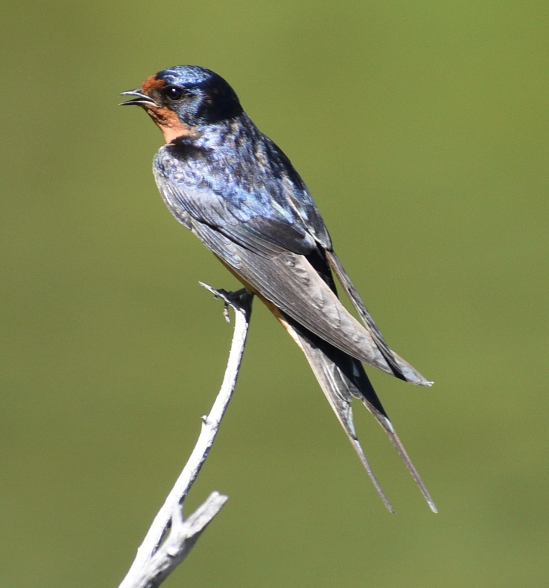 Barn Swallow - ML620121161