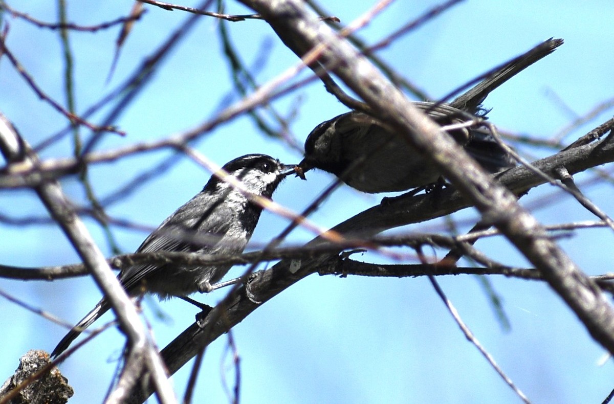 Mountain Chickadee - ML620121176