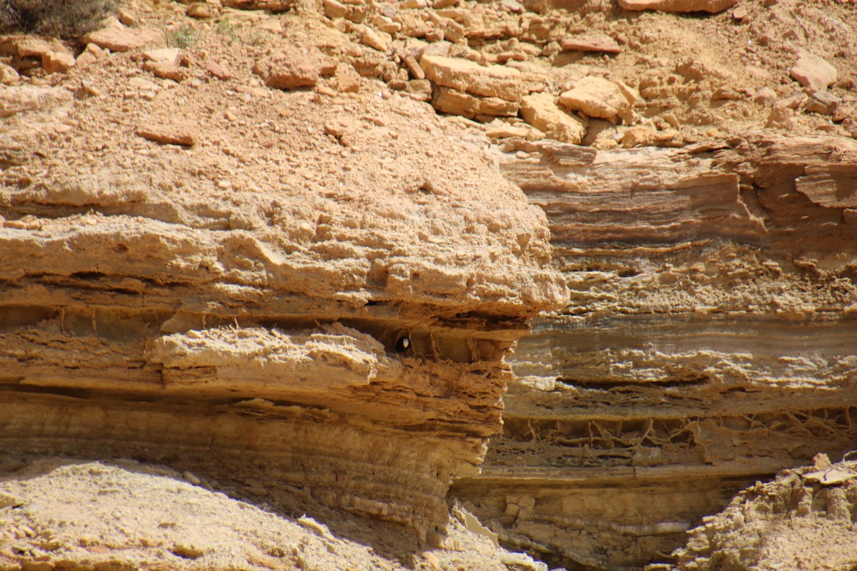 White-crowned Wheatear - ML620121177