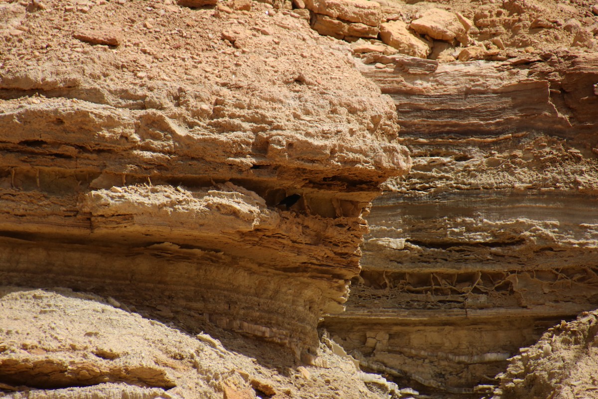 White-crowned Wheatear - ML620121178