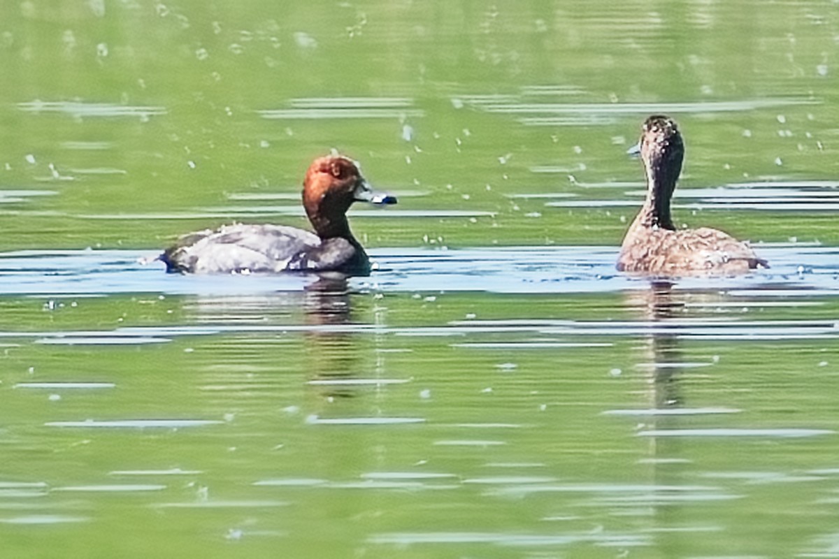 Redhead - ML620121183