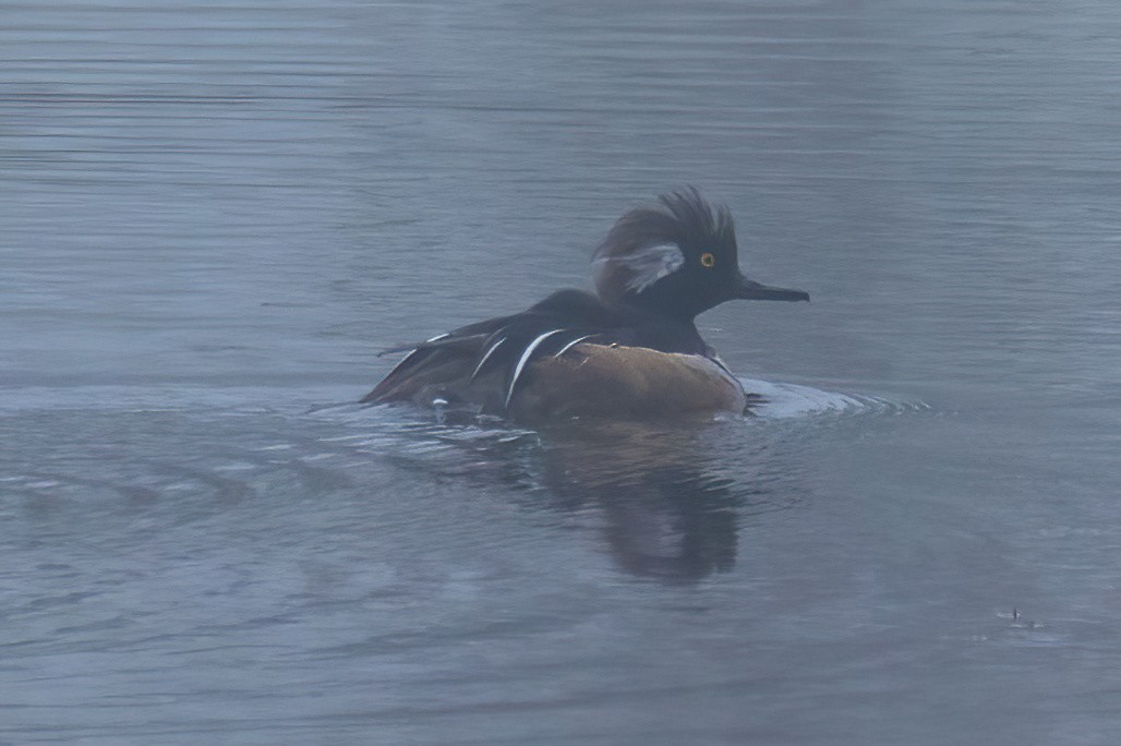 Hooded Merganser - ML620121188