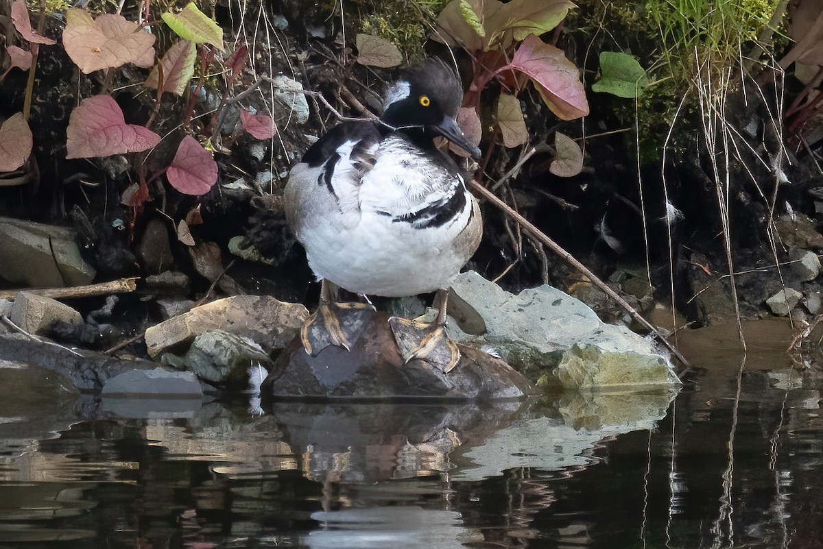 Hooded Merganser - ML620121189