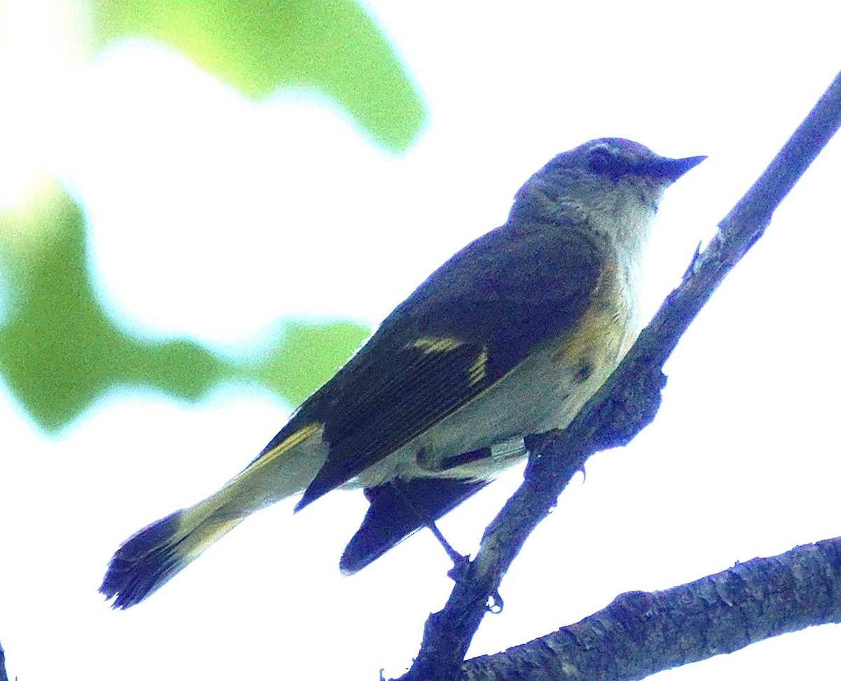 American Redstart - ML620121190