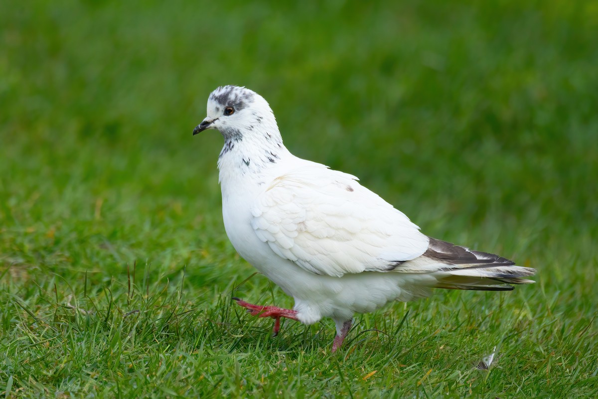 Rock Pigeon (Feral Pigeon) - ML620121192