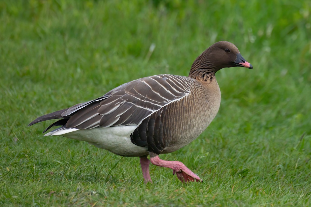 Pink-footed Goose - ML620121195