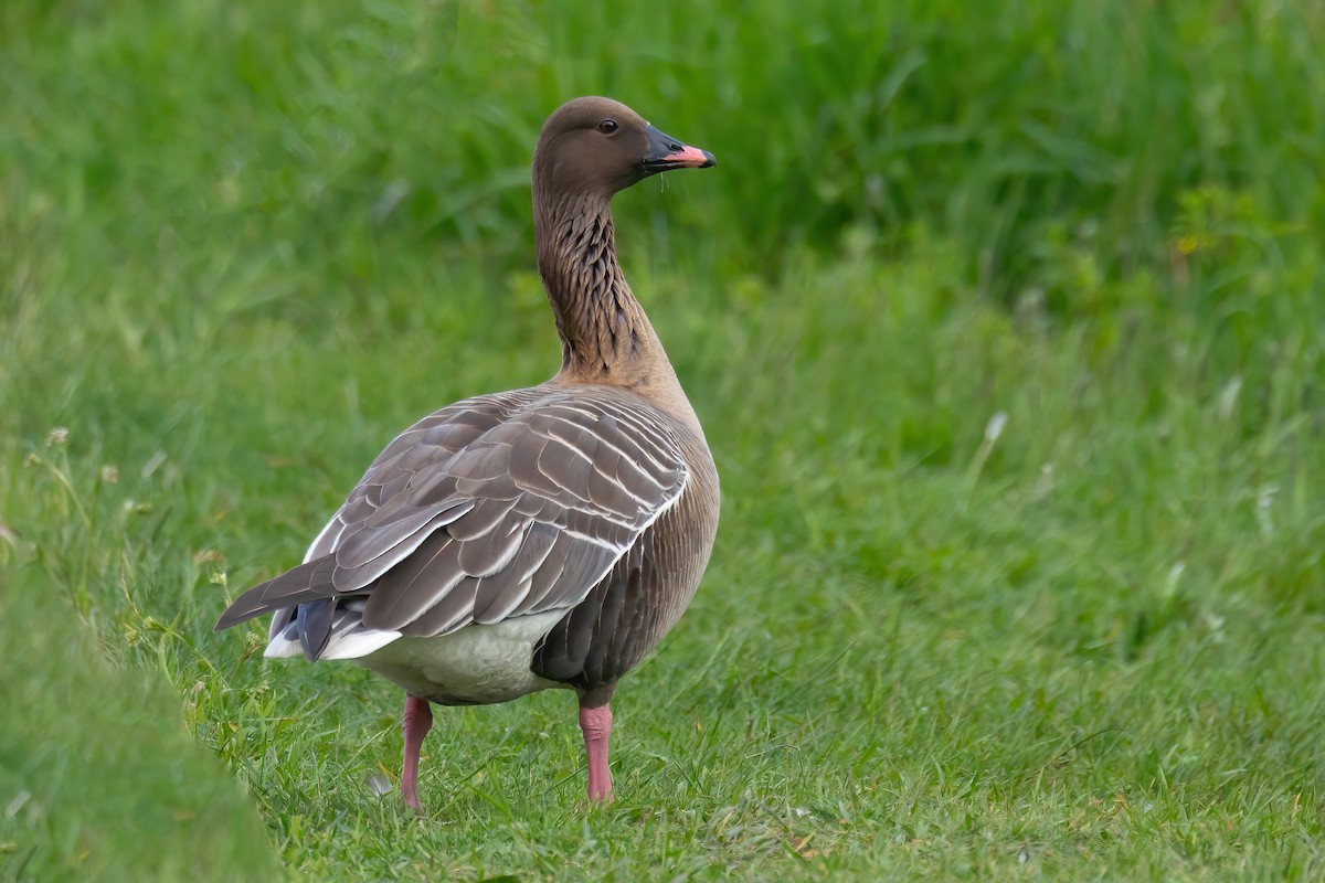 Pink-footed Goose - ML620121196