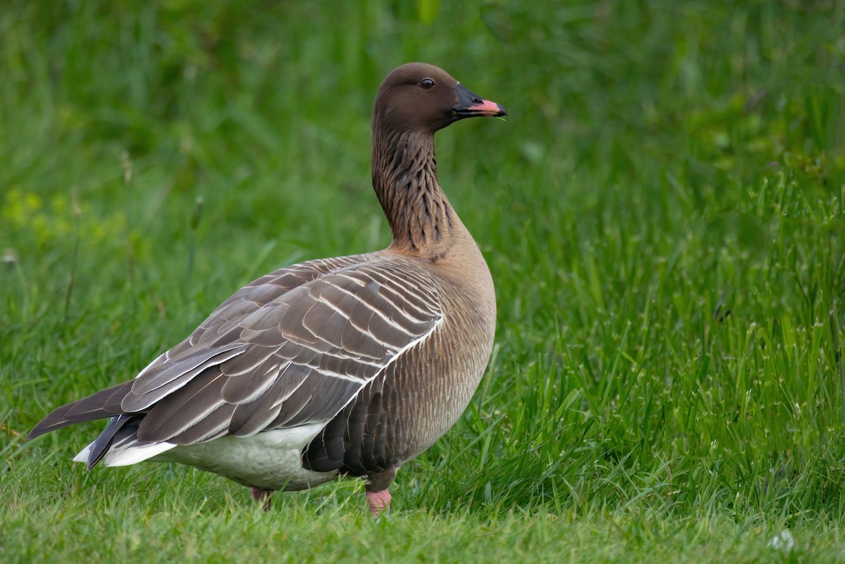 Pink-footed Goose - ML620121198