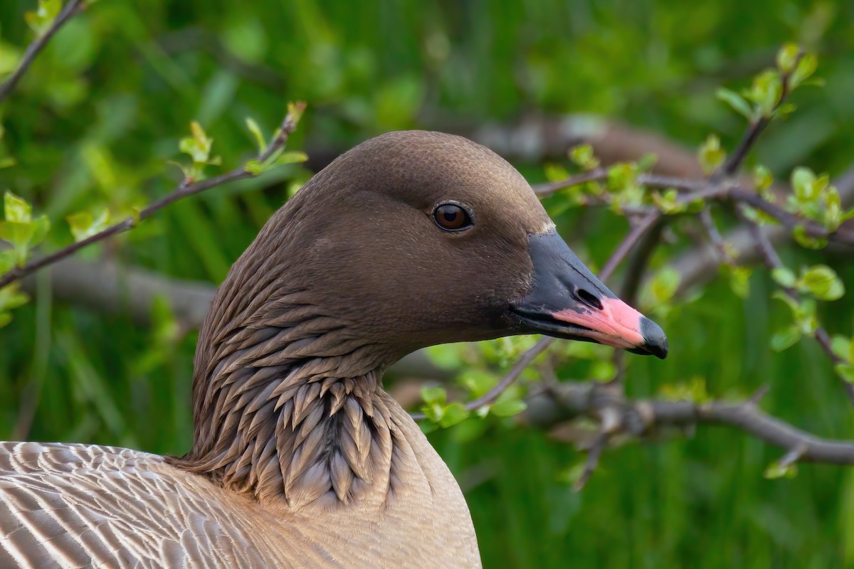 Pink-footed Goose - ML620121201