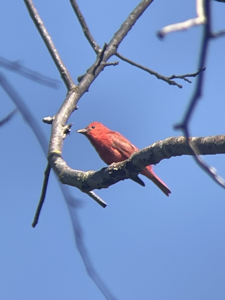 Summer Tanager - ML620121202