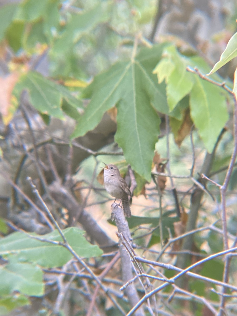 House Wren - ML620121206