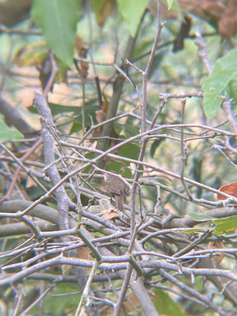 House Wren - ML620121207