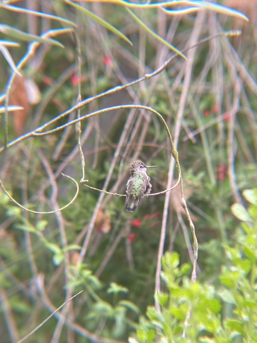 Anna's Hummingbird - ML620121215