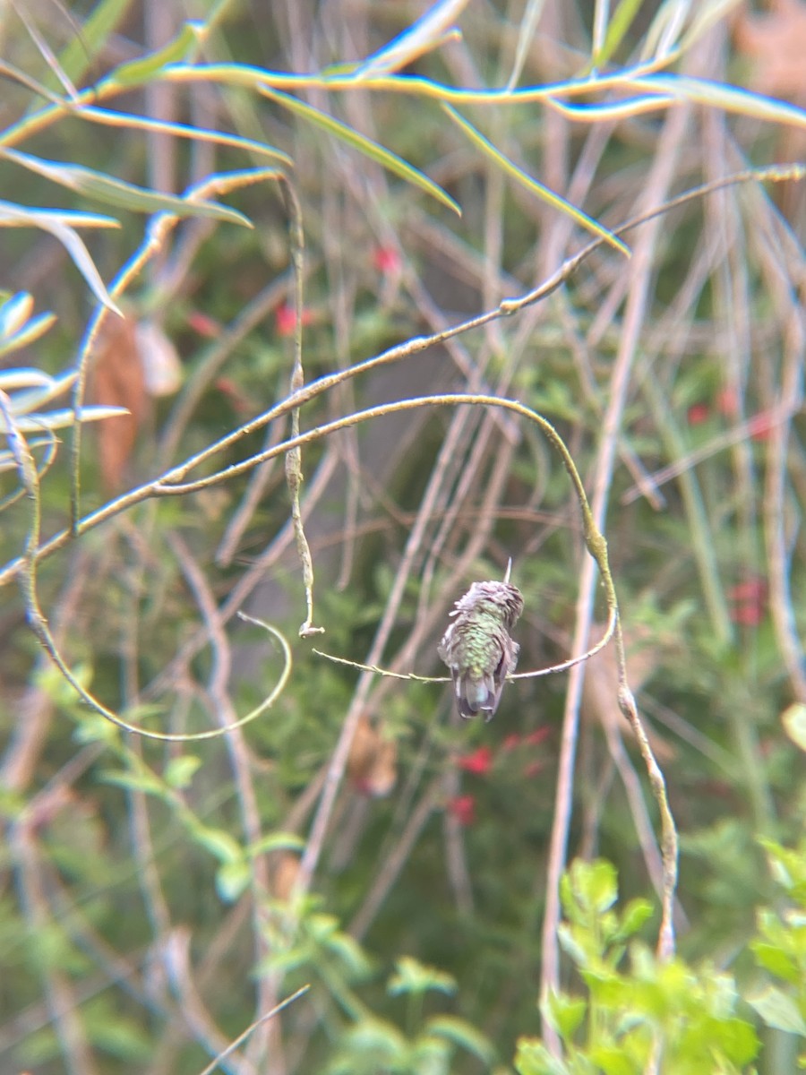 Anna's Hummingbird - ML620121216