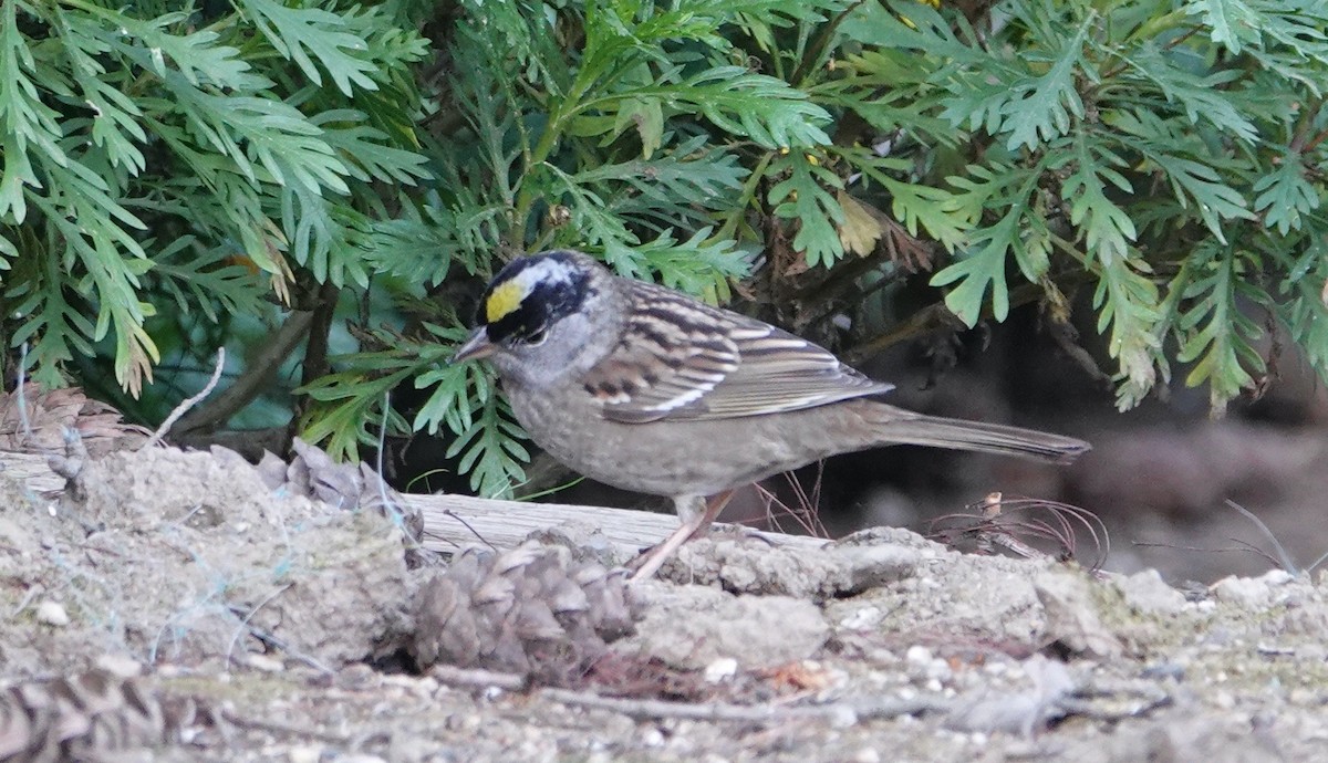 Golden-crowned Sparrow - ML620121221