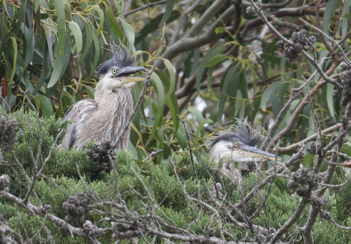 Great Blue Heron - ML620121226