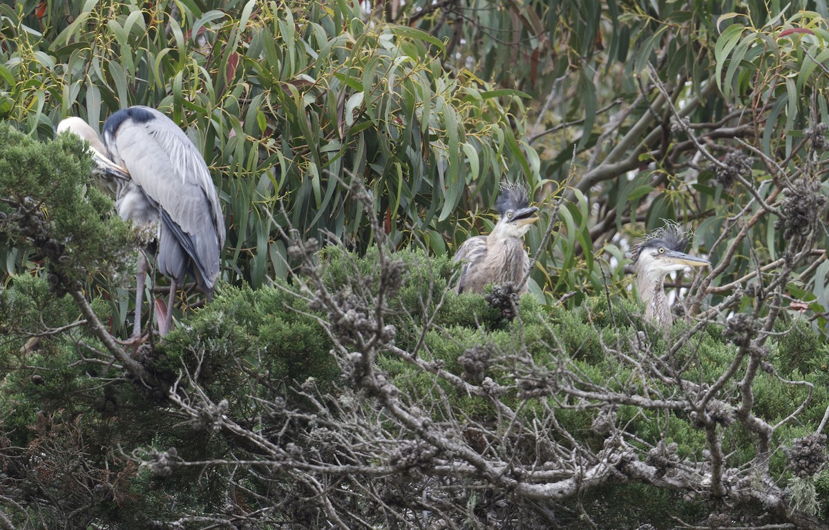 Garza Azulada - ML620121227