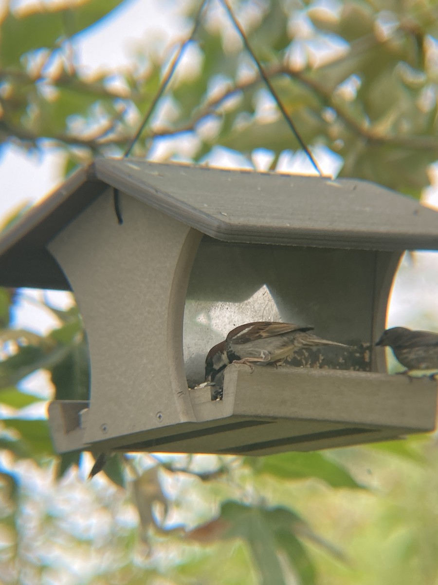 House Sparrow - ML620121229