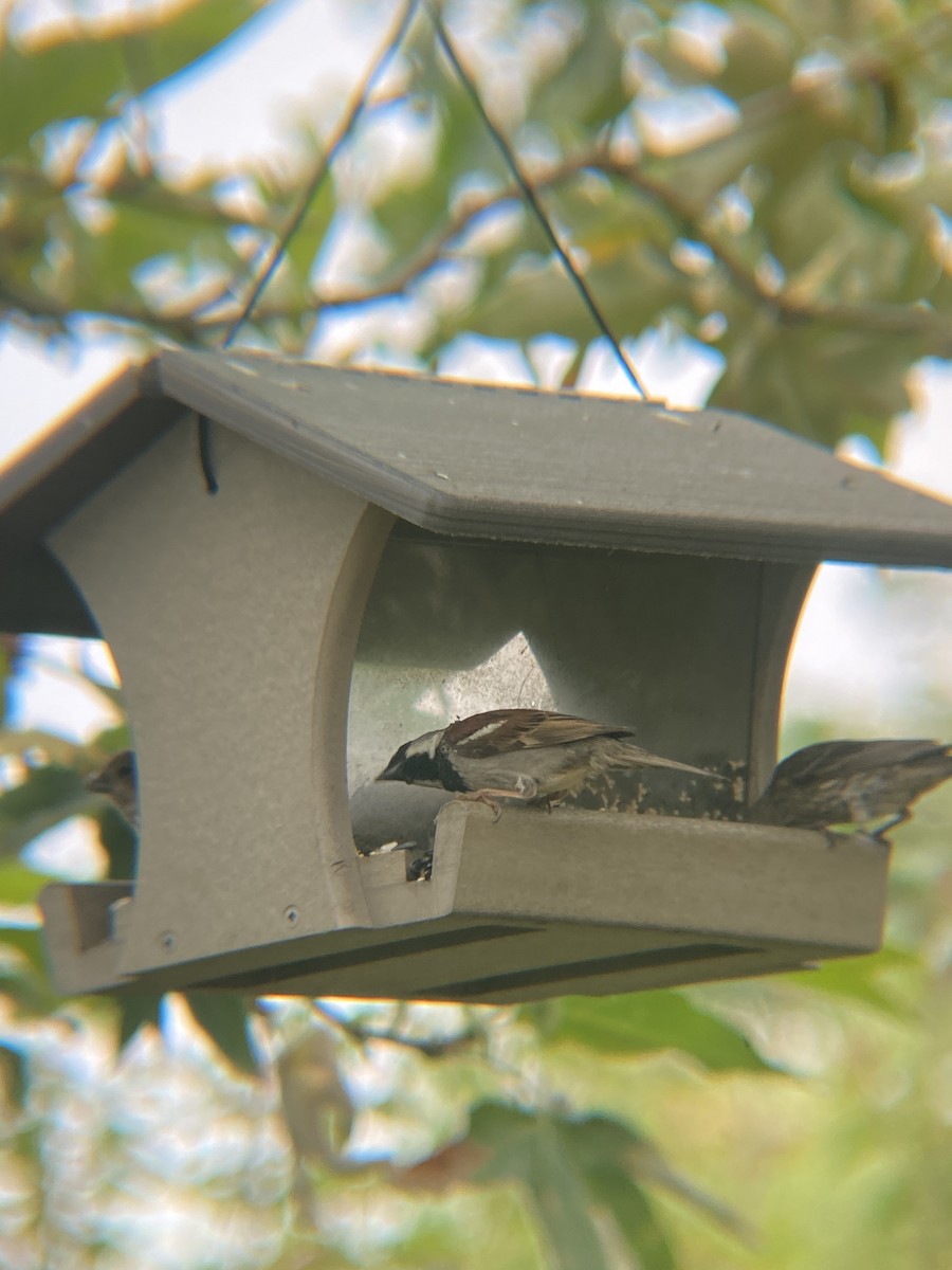 House Sparrow - ML620121230
