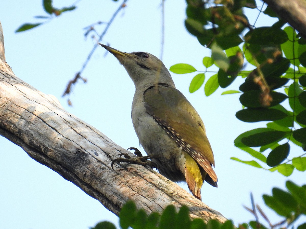 Gray-headed Woodpecker - ML620121232
