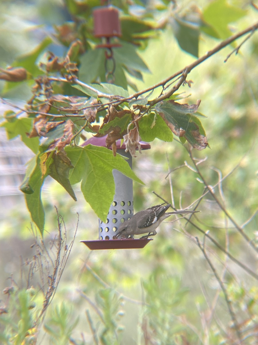 Northern Mockingbird - ML620121238