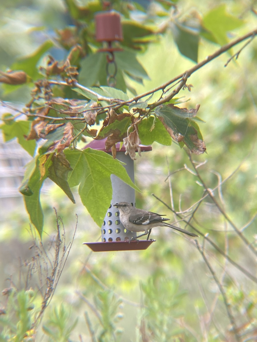 Northern Mockingbird - ML620121239