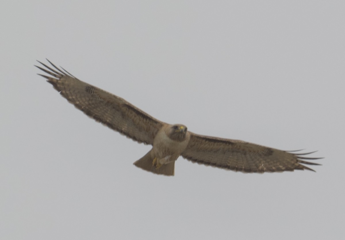 Red-tailed Hawk - ML620121248
