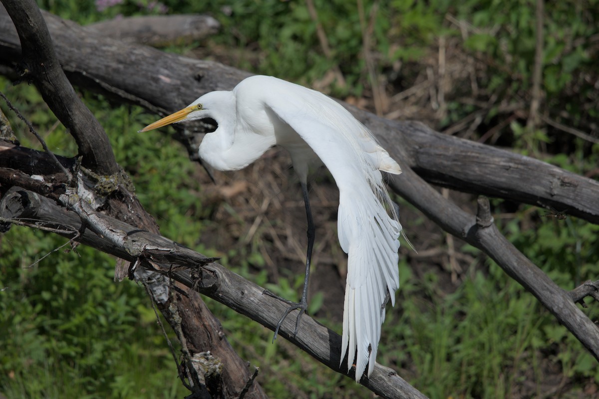 Grande Aigrette - ML620121276