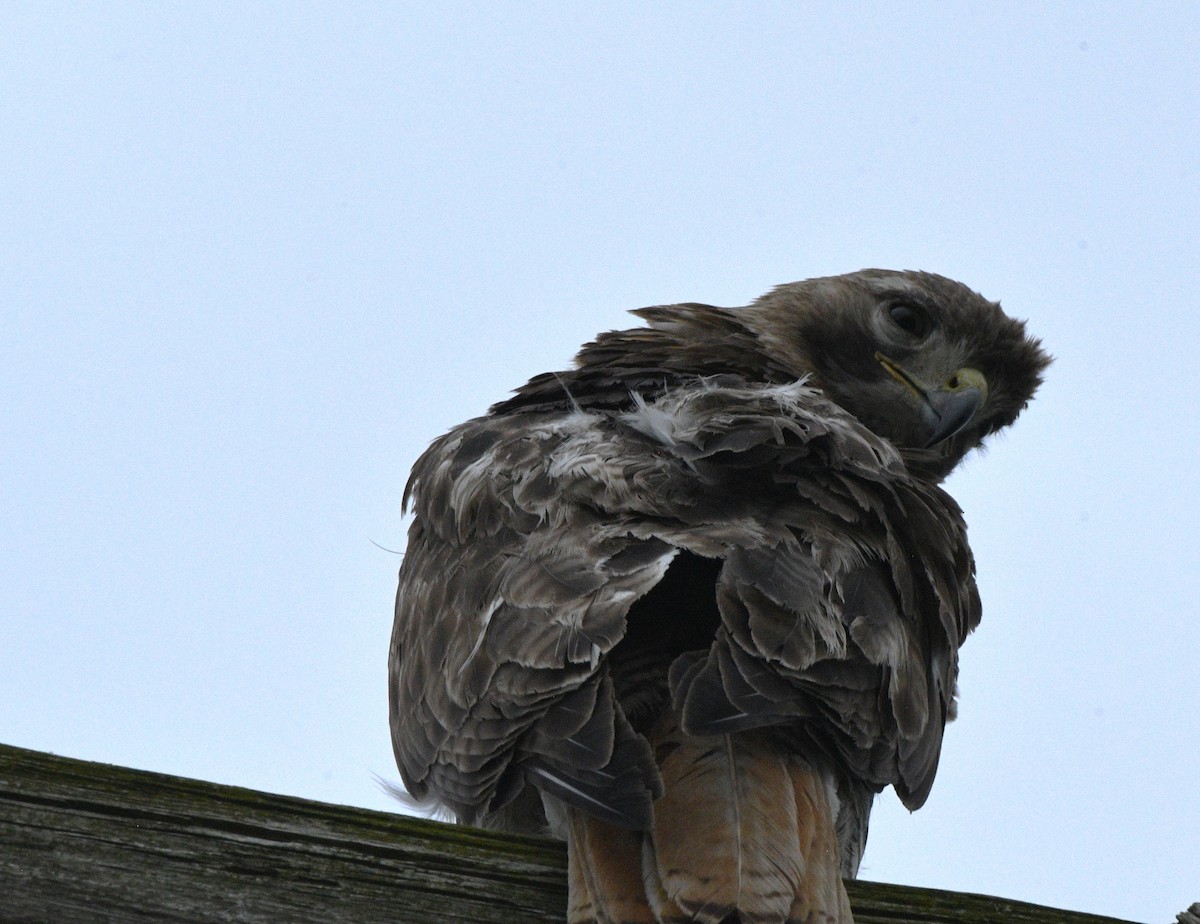 Red-tailed Hawk - ML620121289