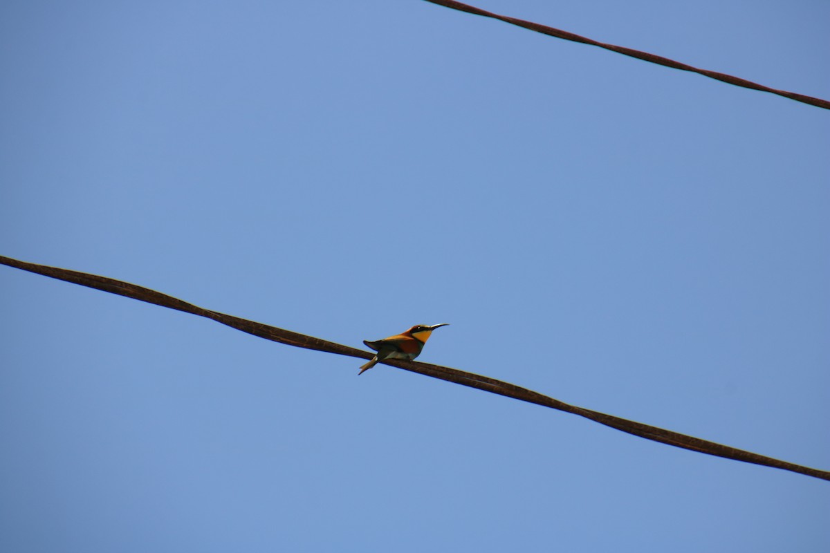 European Bee-eater - ML620121294