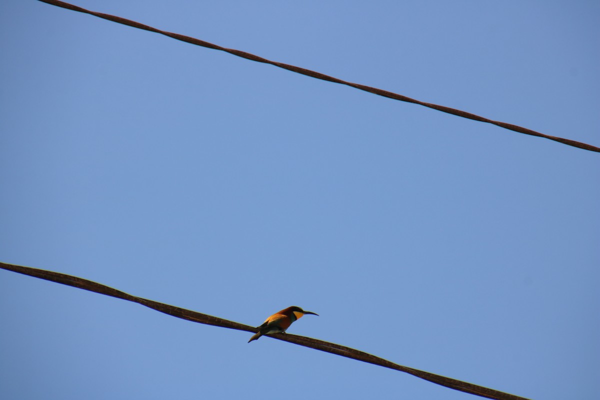 European Bee-eater - ML620121295
